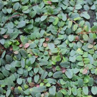 Ficus diversiformis Miq.